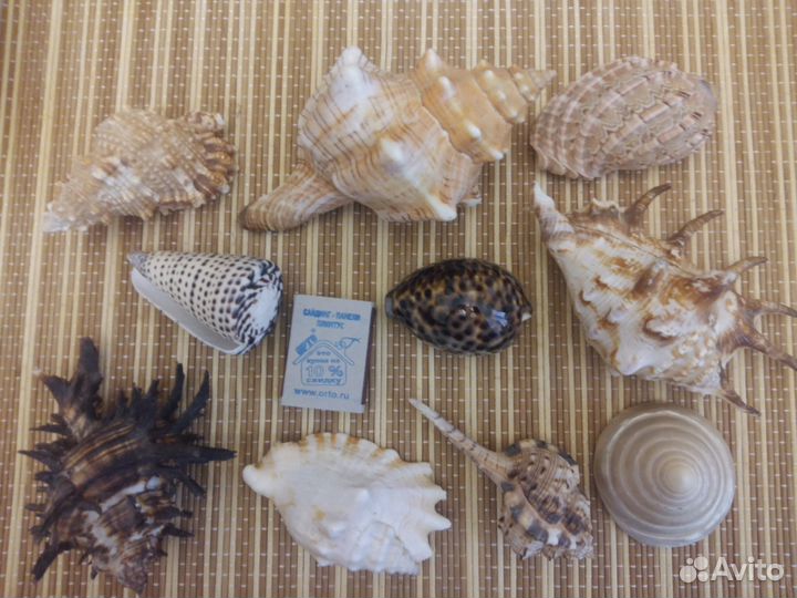 Морские ракушки и камни