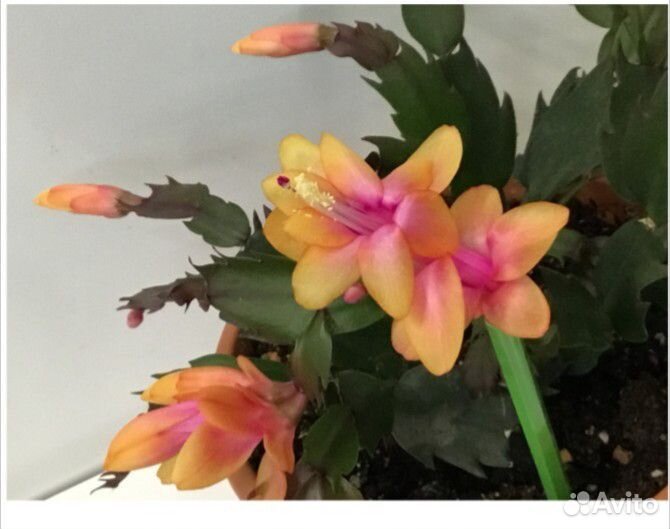 Декабристы разные сорта