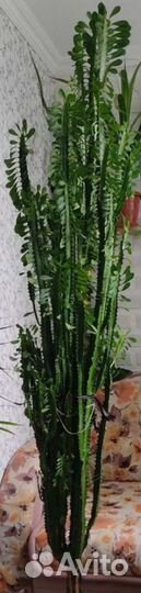 Молочай трехгранный