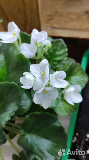 Сортовые фиалки стандарт