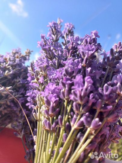 Лаванда сухая, весовая