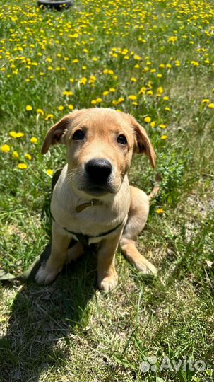 Чистокровные лабрадоры