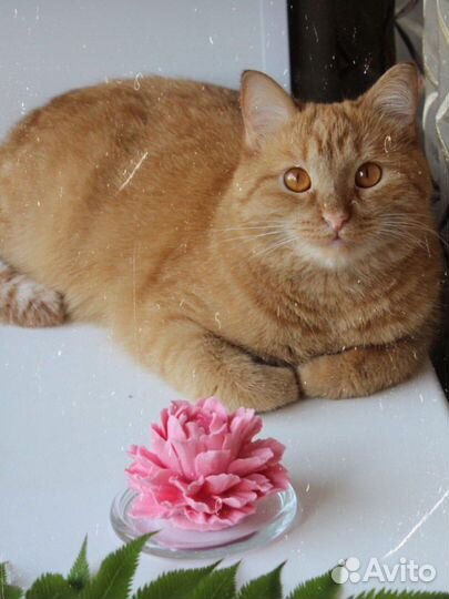 Набор из 3 силиконовых форм «Пионы»