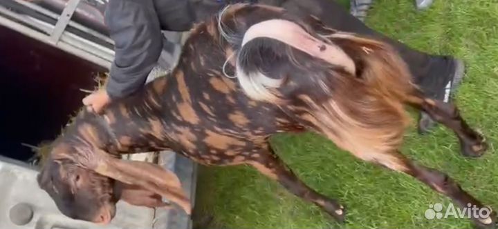 Козлята и козы Камори