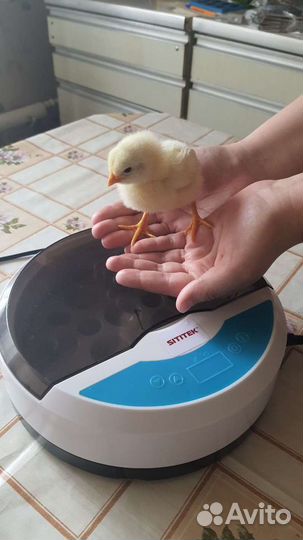 Инкубатор для яиц