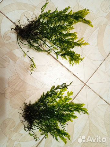 Папоротник болбитис