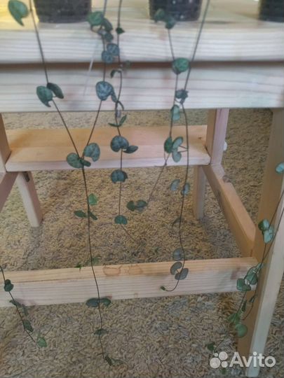 Церопегия; Сциндапсус; кактус Хатиора