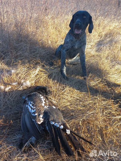 Дратхаар кобель. Вязка