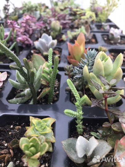 Суккуленты