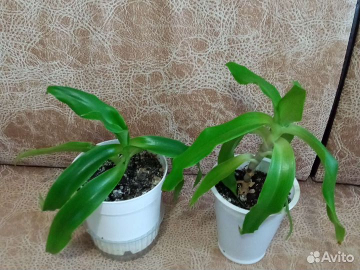 Растение золотой ус (лечебное)