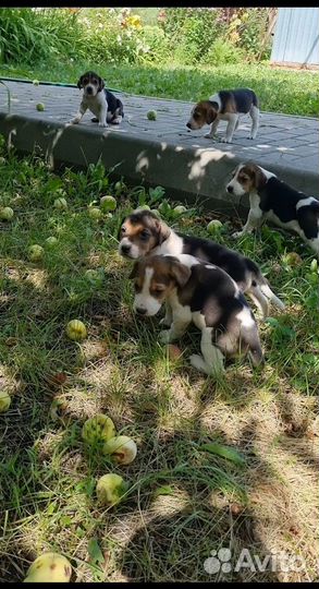 Щенки русской пегой гончей (рпг)