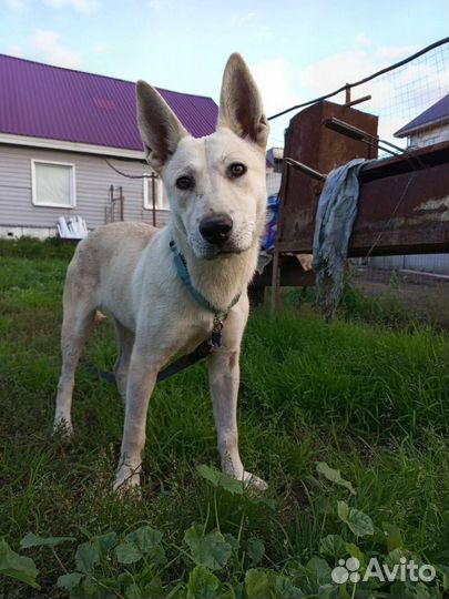 Щенок подросток