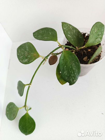 Хойи сортовые