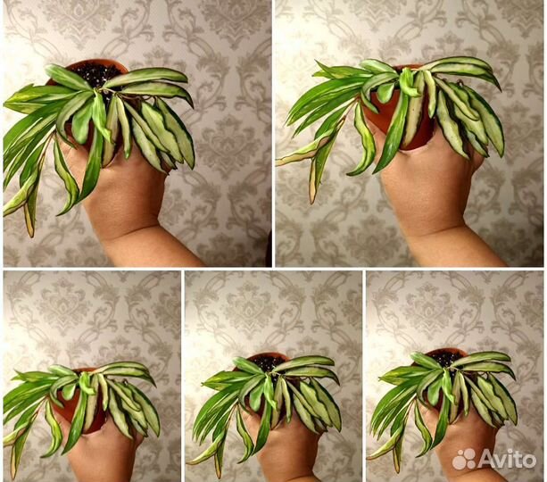 Сортовые хойи