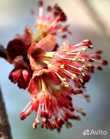 Семена клена красного Рубрум