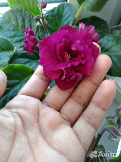 Листочки фиалки