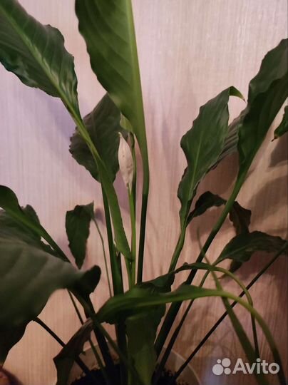 Спатифиллум