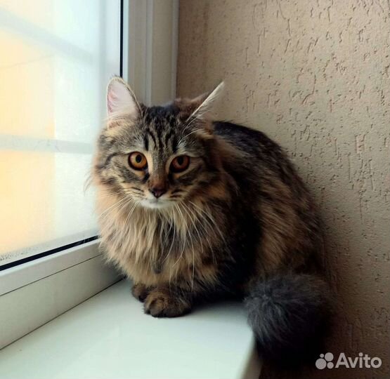 Котенок девочка. 6мес