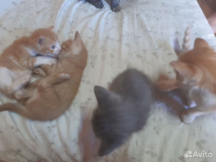 Продаются котята