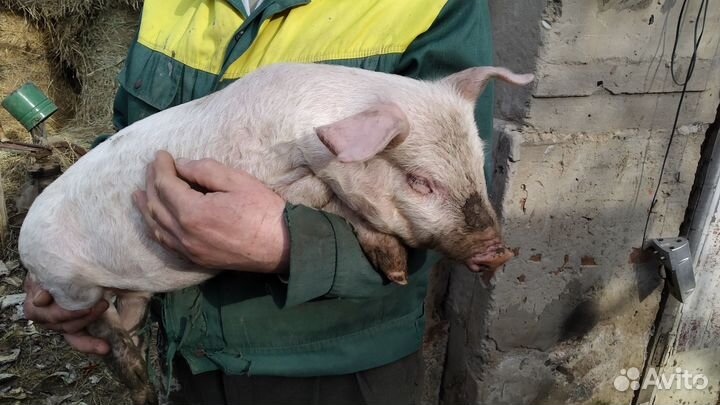 Поросята от свиньи русская крупная белая