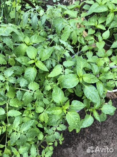 Рассада огурцов помидор перец и т д