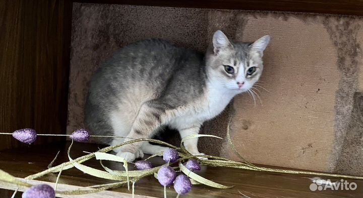 Очаровательная кошечка в добрые ручки