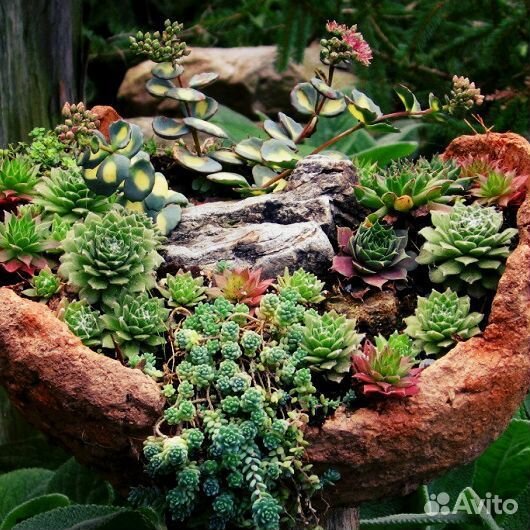 Растения для альпийской горки, почвопокровные