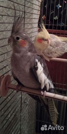 Продам попугая Кореллу вместе с клеткой