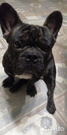 Вязка собак