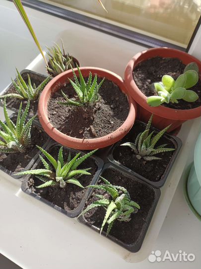 Комнатные растения/ хавортия/ рассада/ цветы