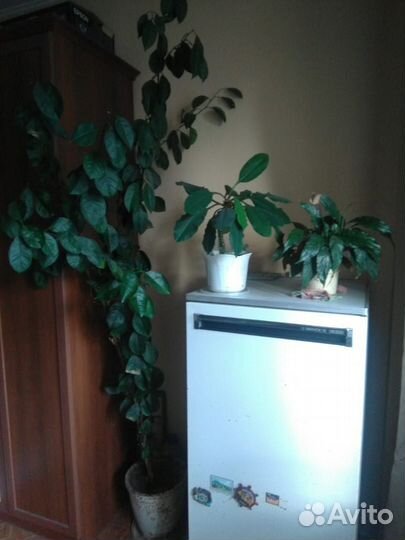 Продам комнатные цветы большой выбор