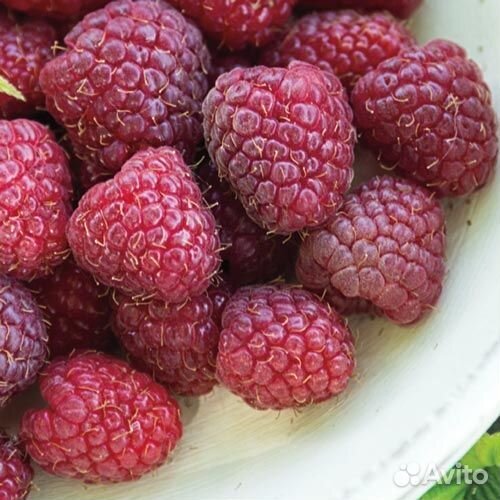 Ремонтантная малина Кримсон Найт