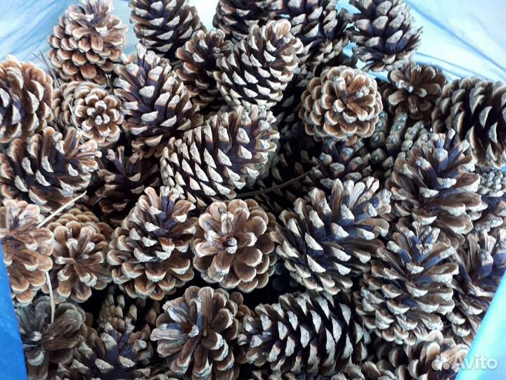Шишки сосновые для декора много