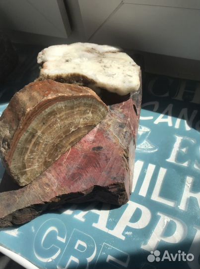 Окаменелое дерево