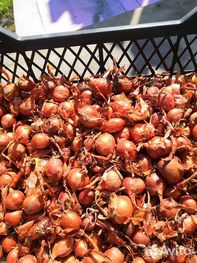 Лук на зелень