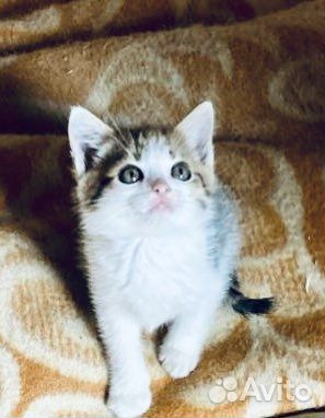 Кошка в дар