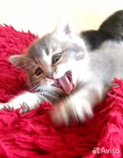 Шотландская