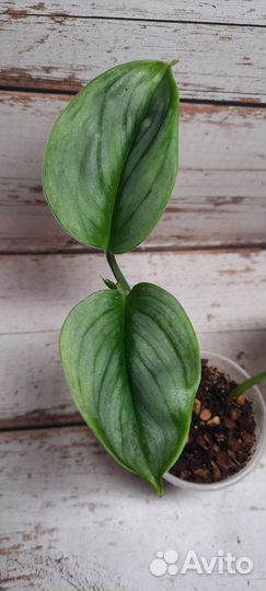 Сциндапсус 1