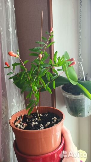 Гранат комнатный карликовый