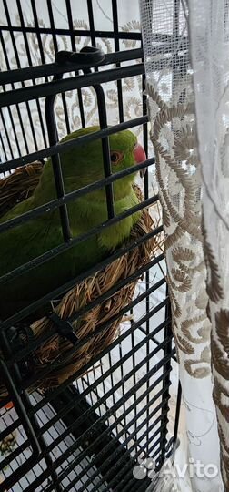 Ожереловый попугай птенец