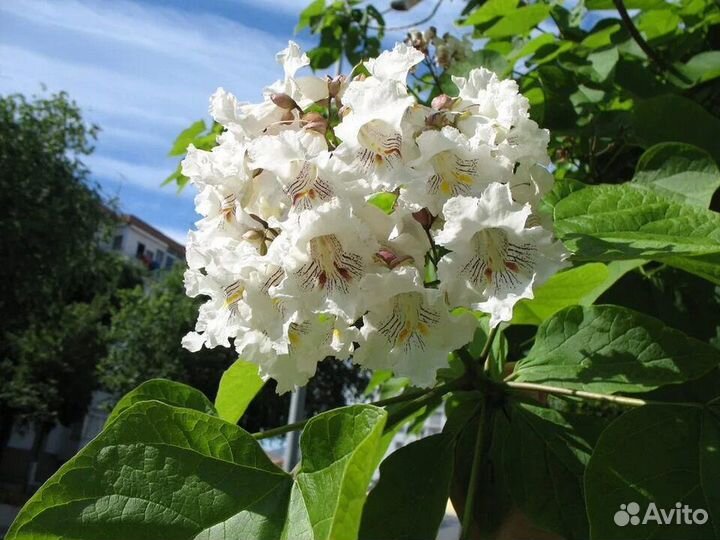 Саженцы Катальпы