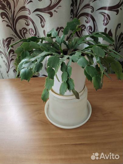 Декабрист шлюмбергера