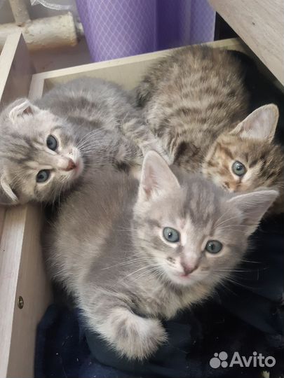 Котята в добрые руки приучены к лотку