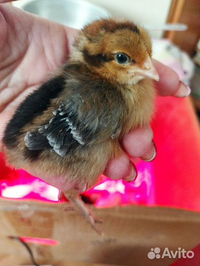 Инкубационное яйцо породистых кур