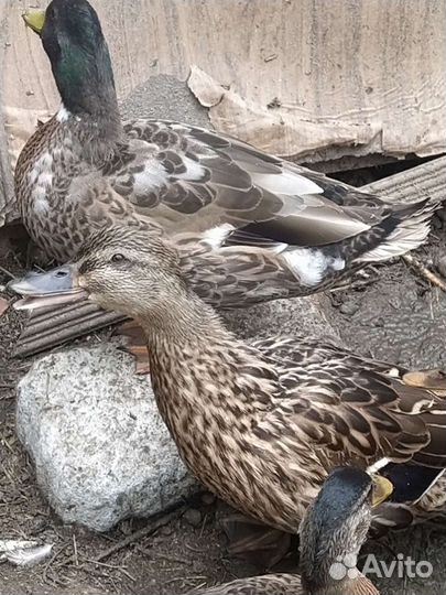 Подсадные утки