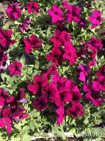 Рассада цветов,овощей