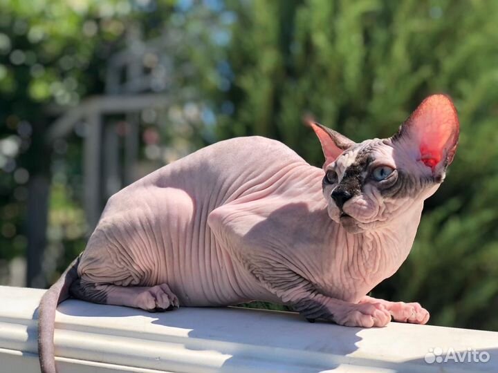 Канадский сфинкс котенок девочка