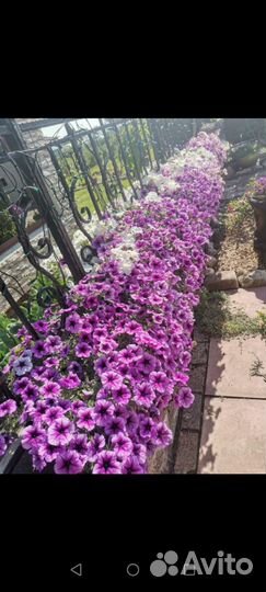 Ампельная петуния