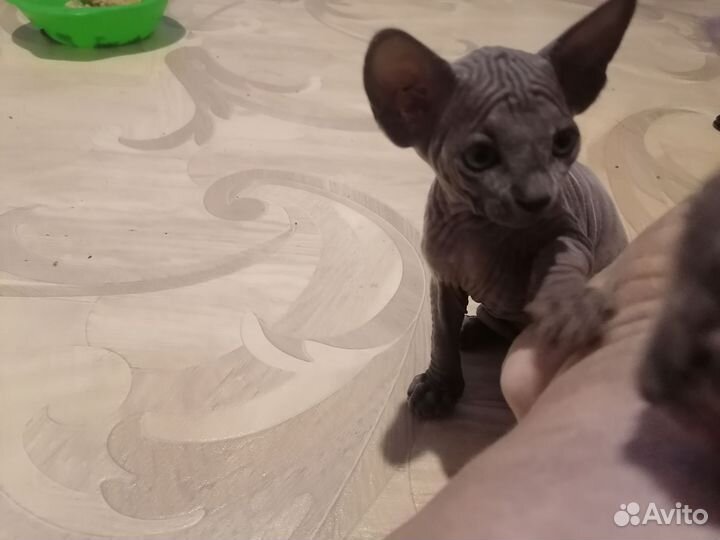 Канадский сфинкс эльф котенок