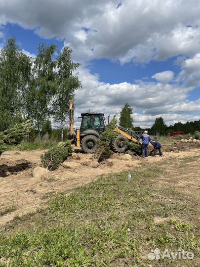 Сосна обыкновенная, крупномер
